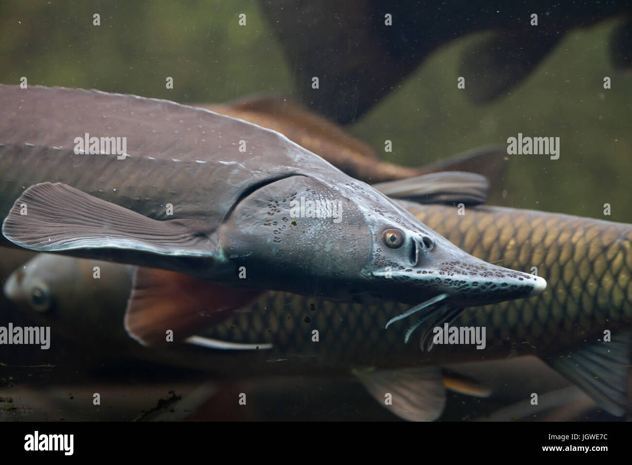 Acipenseriformes Acipenseridae High Resolution Stock Photography And Images Alamy