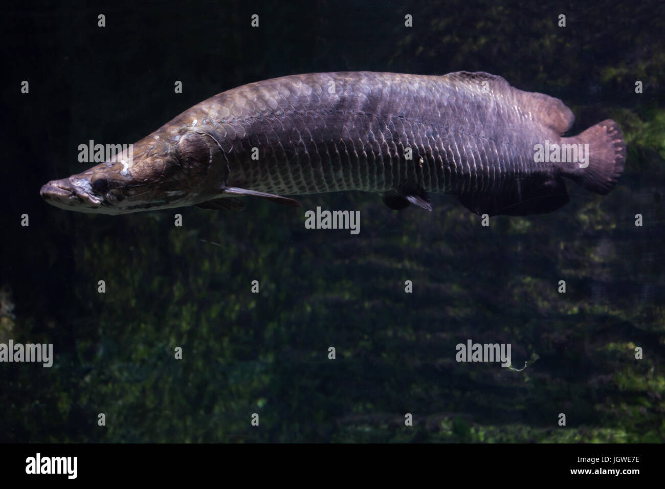 Arapaima agassizii hires stock photography and images Alamy