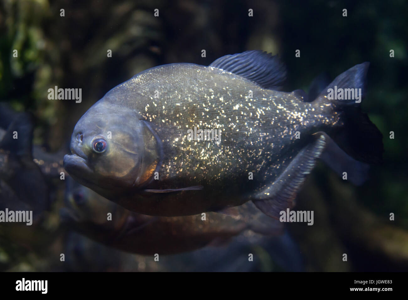 Page 3 Red Bellied Piranha Amazon River High Resolution Stock Photography And Images Alamy Page 3 Red Bellied Piranha Amazon River High Resolution Stock Photography And Images Alamy