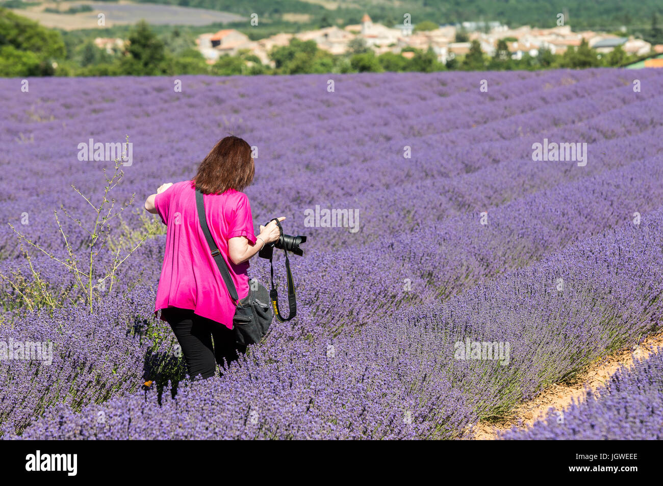 Photographe et Champs-de-Lavande village Lagarde d'Apt Vaucluse, Provence France Stock Photo