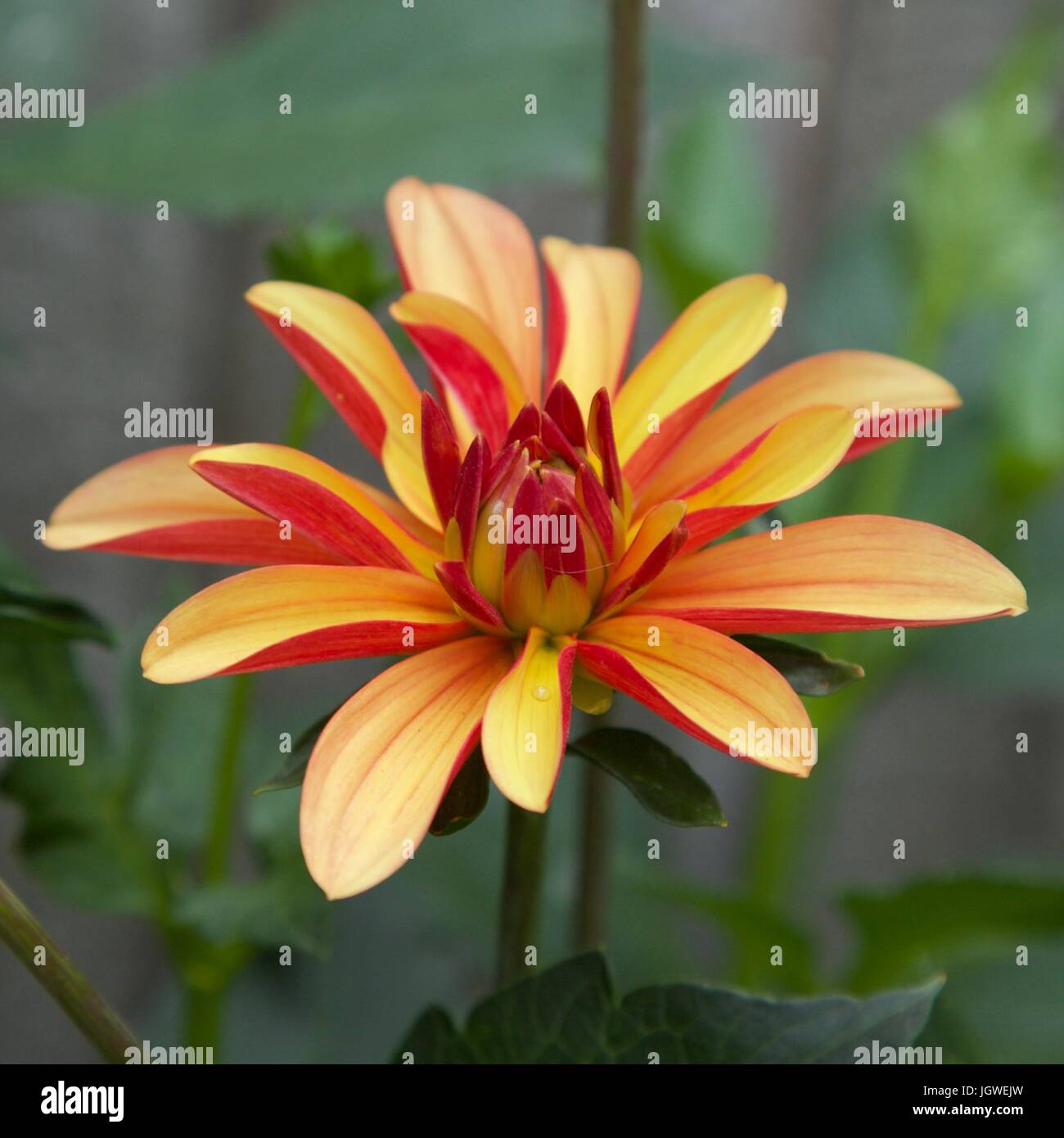English garden flowers Stock Photo Alamy