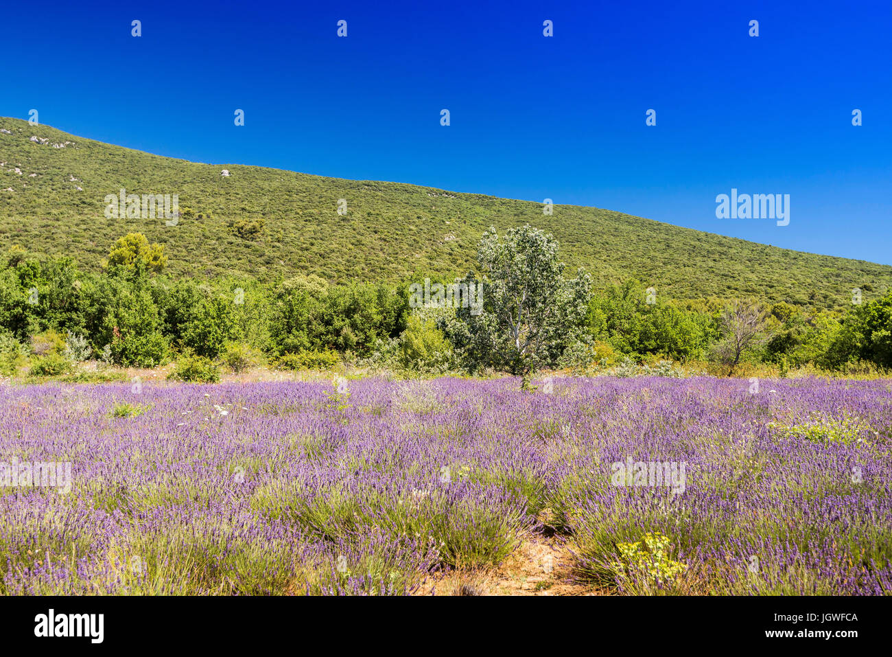 Lavande a Rustrel Luberon Vaucluse France 84 Stock Photo - Alamy