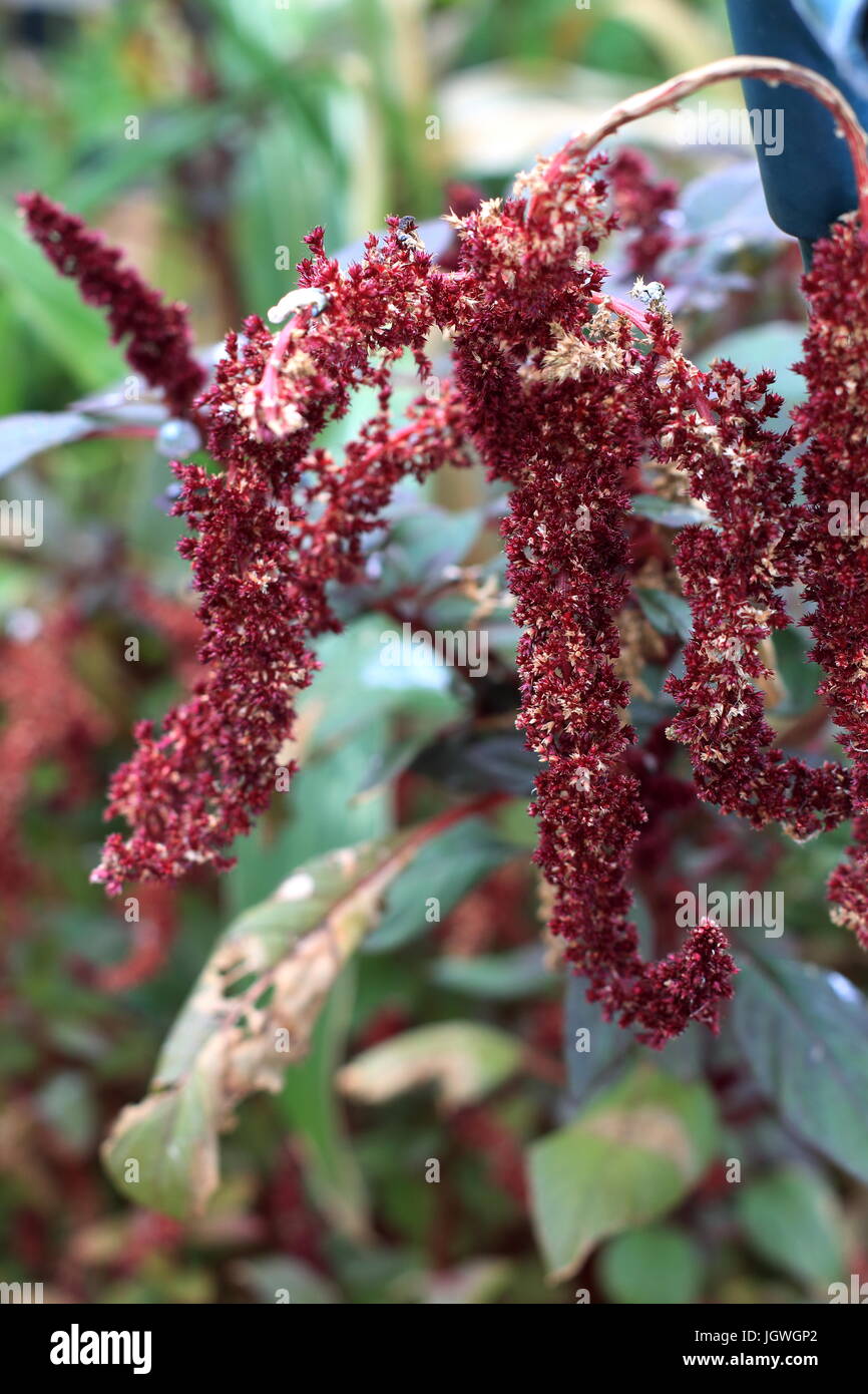 Amaranthus tricolor seeds or known as Red Amaranth Stock Photo