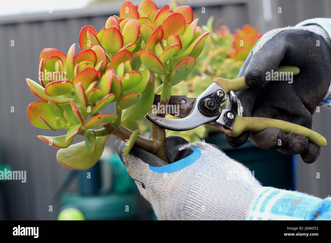 pruning jade money tree