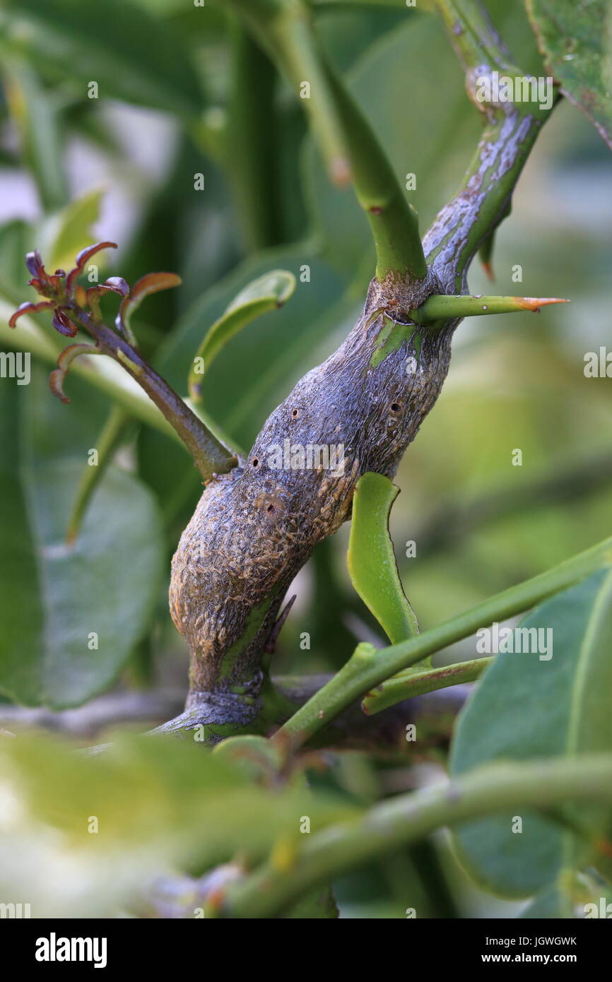 Citrus gall wasp on Kaffir Lime Tree branch Stock Photo
