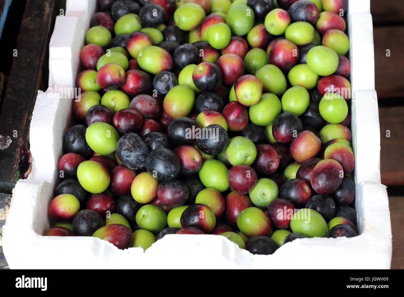 Freshly harvested olives Stock Photo