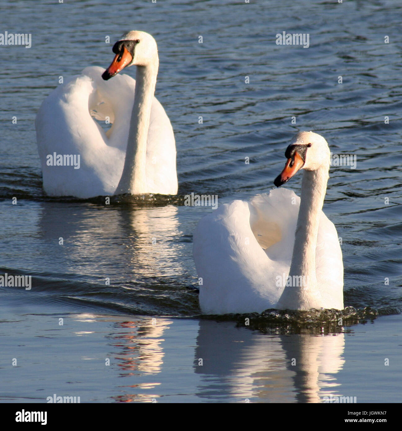 A Pair of Swans Stock Photo