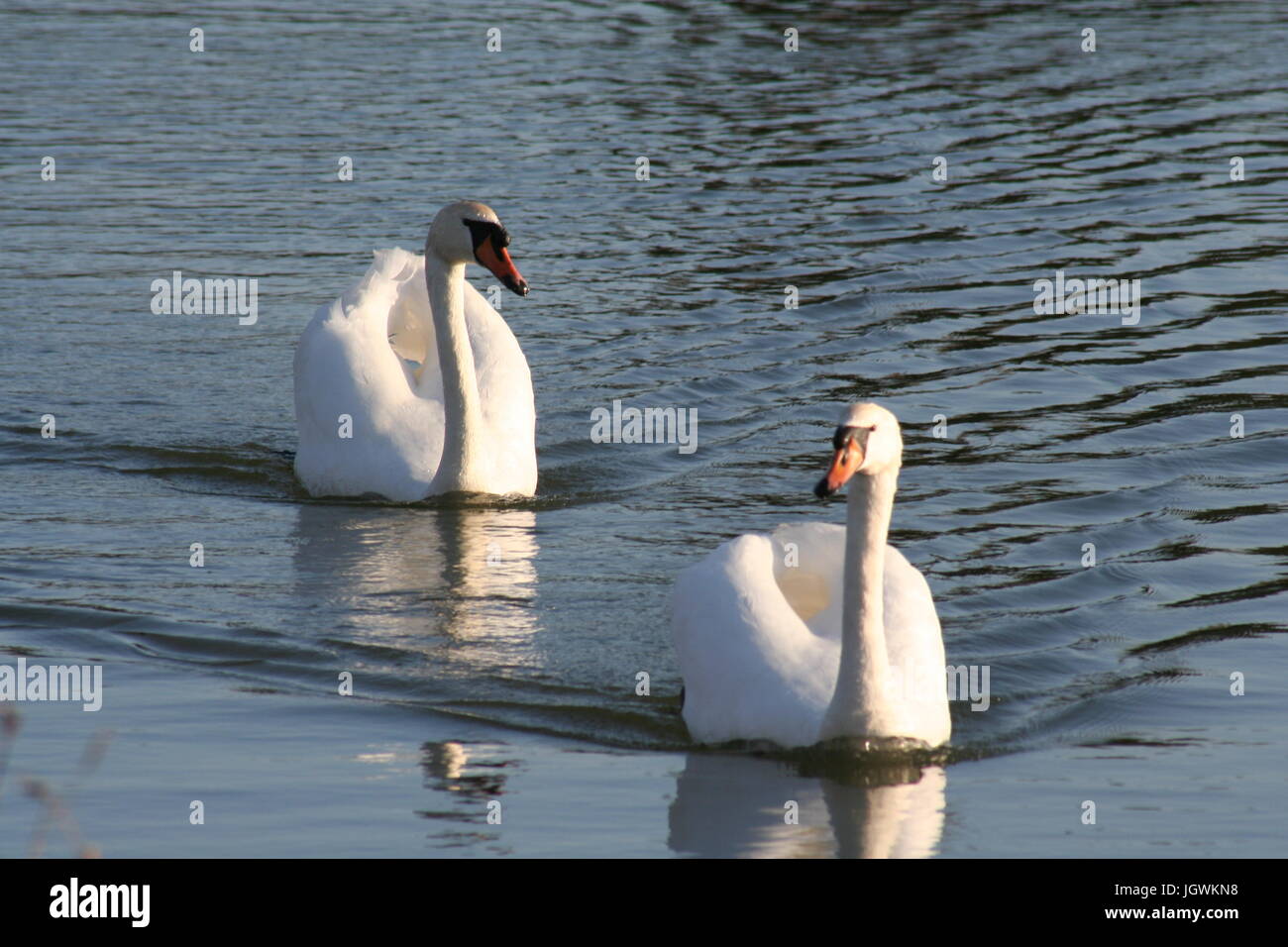 A Pair of Swans Stock Photo