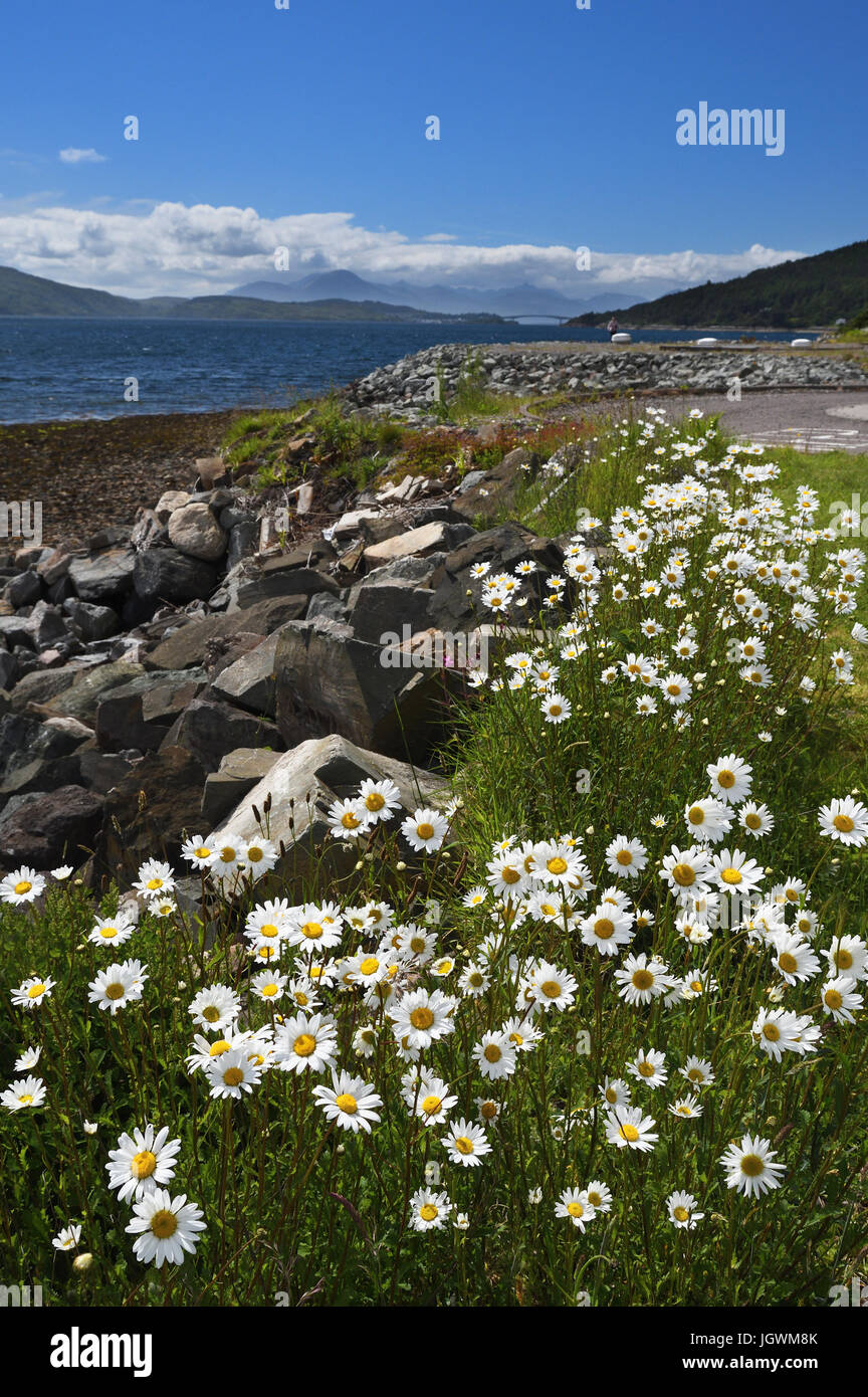 skye bridge from balmacara;ox eye daisies;spring;scotland Stock Photo ...