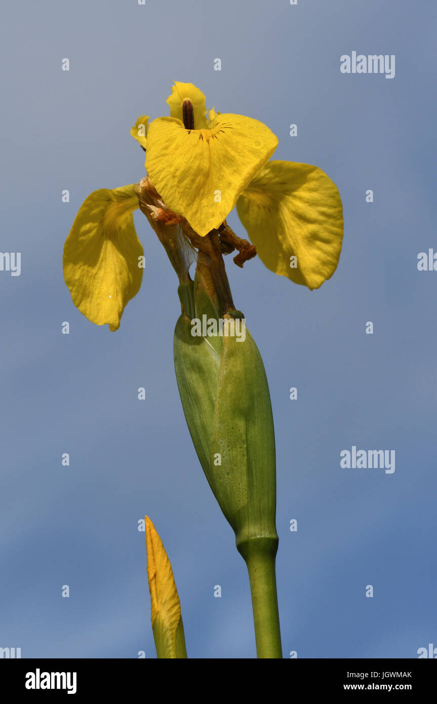 yellow iris;flag;iris pseudacorus;loch langass;north uist;scotland Stock Photo