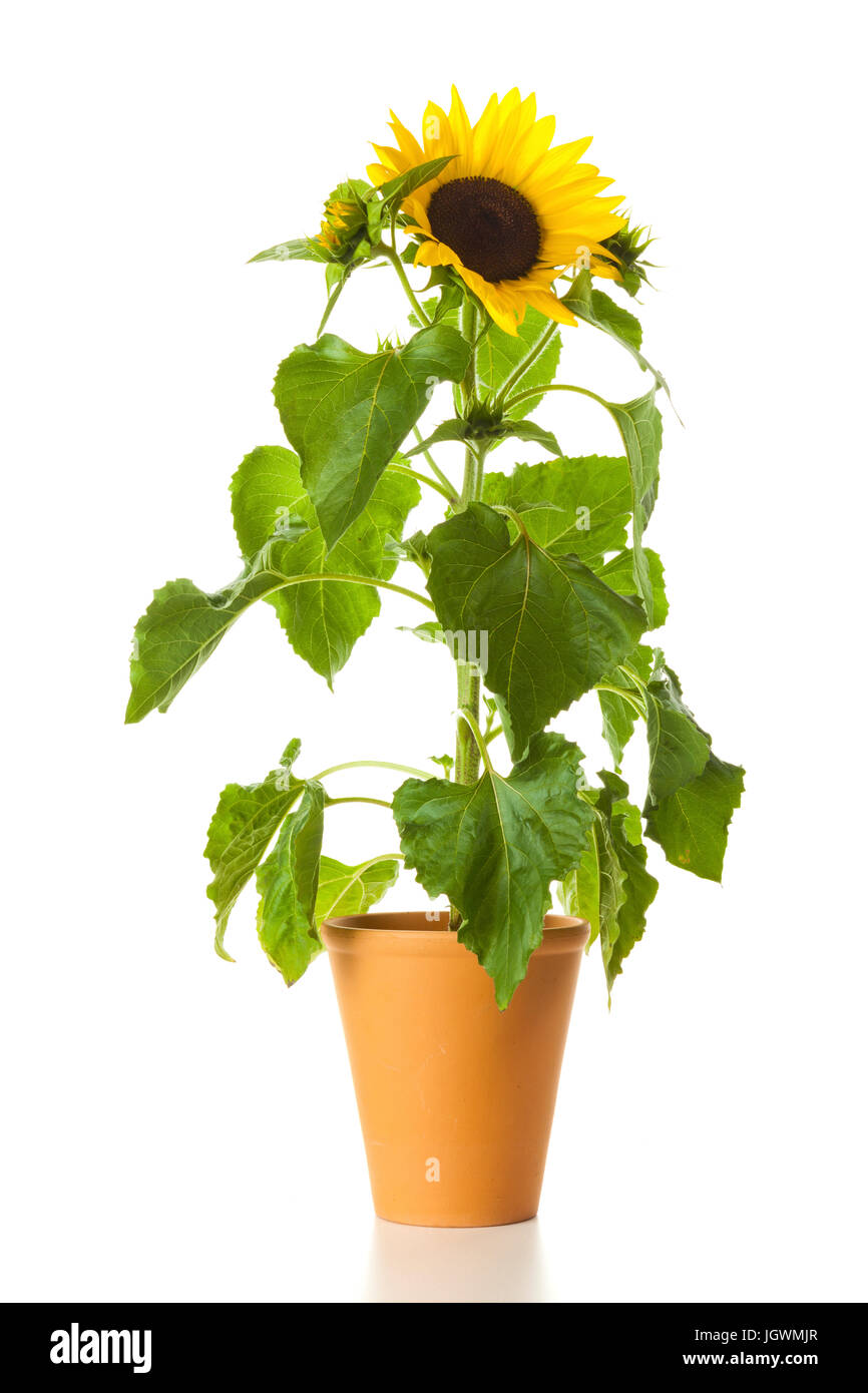 Potted sunflower isolated on white background Stock Photo - Alamy