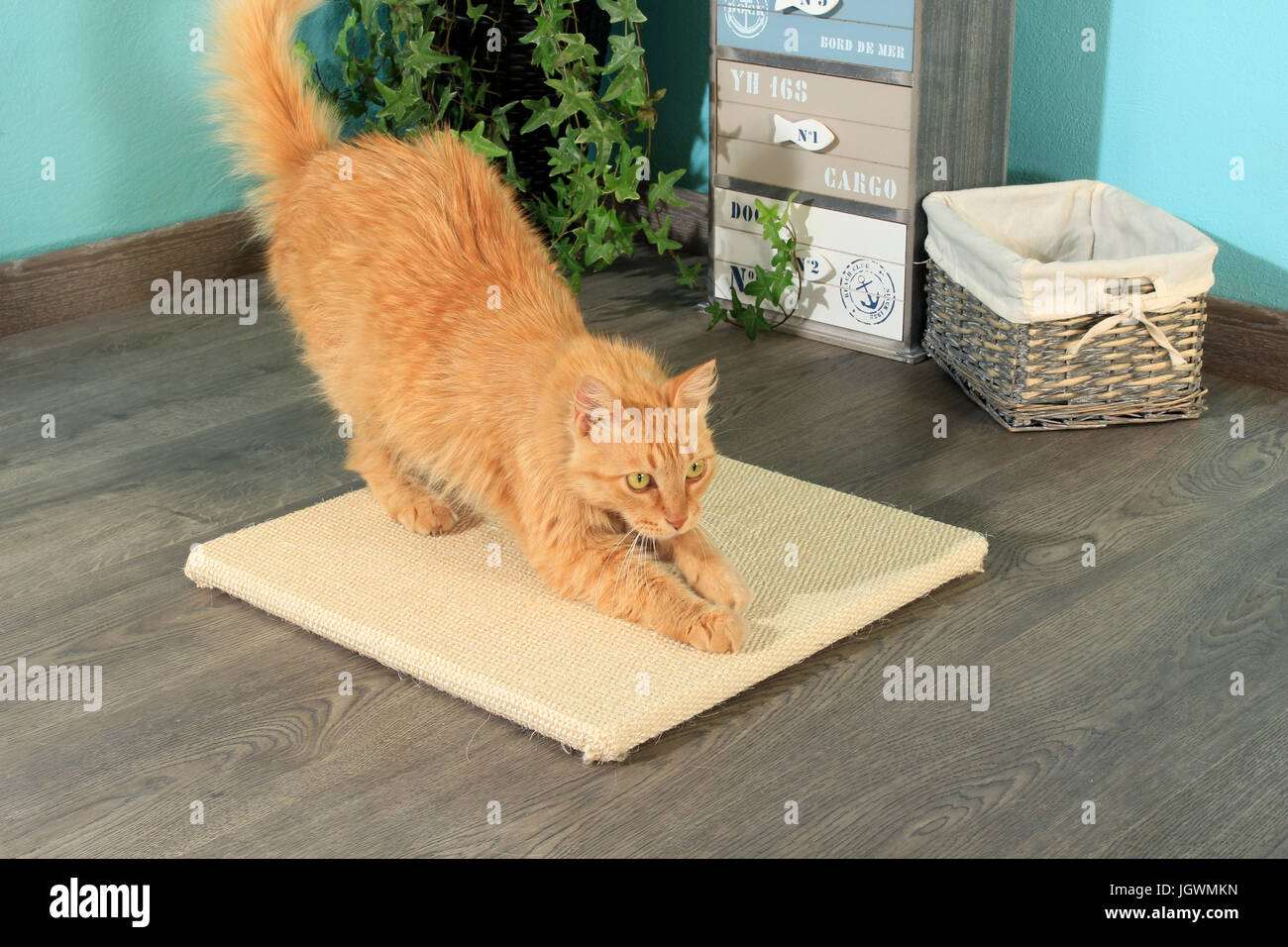 Cat claws scratching hi-res stock photography and images - Alamy