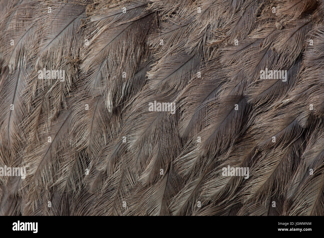 Greater rhea (Rhea americana), also known as the common rhea. Plumage texture. Stock Photo