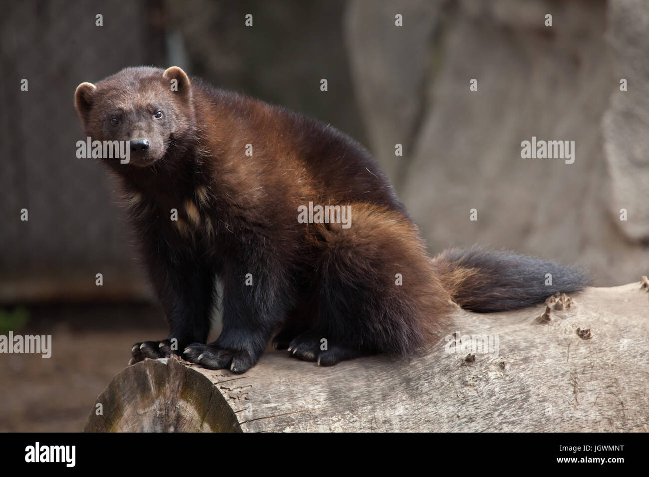 Wolverine (Gulo gulo), also known as the glutton. Stock Photo