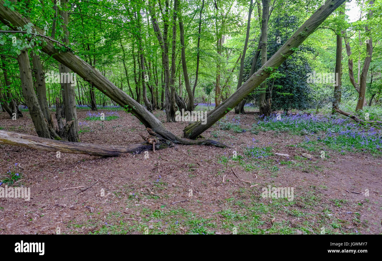 Blue bell woods in Essex Stock Photo
