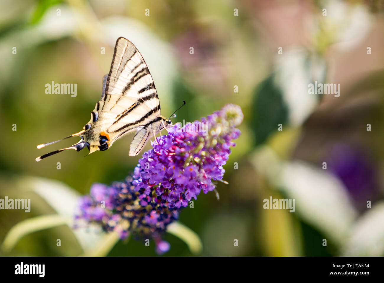 swallow tail butterfly on buddliea Stock Photo