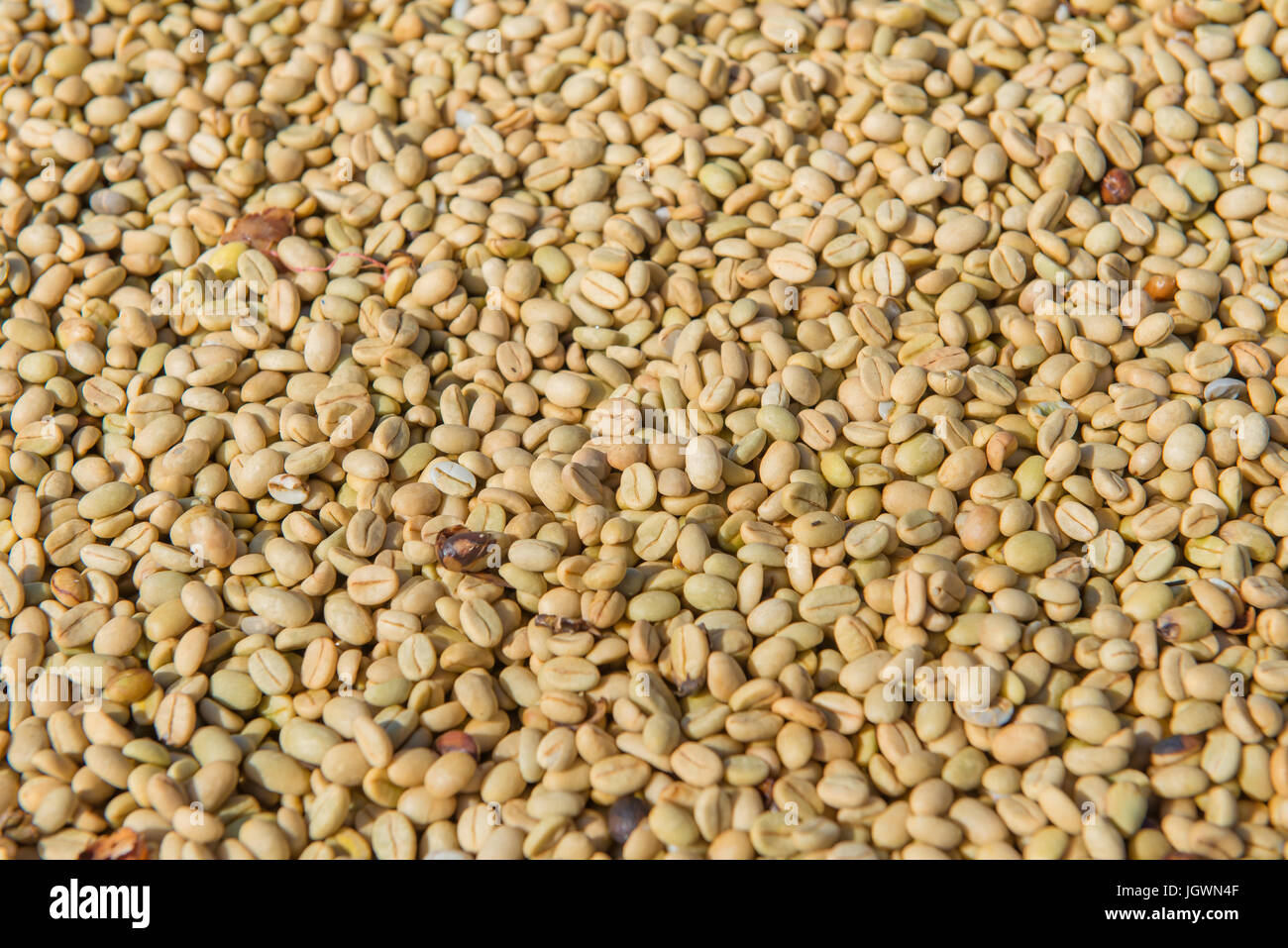 Arabica coffee beans in sunny, before roasted Stock Photo - Alamy