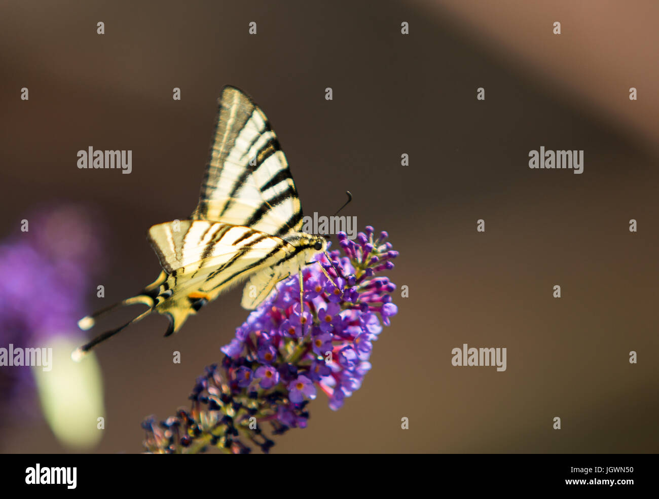 swallow tail butterfly on buddliea Stock Photo