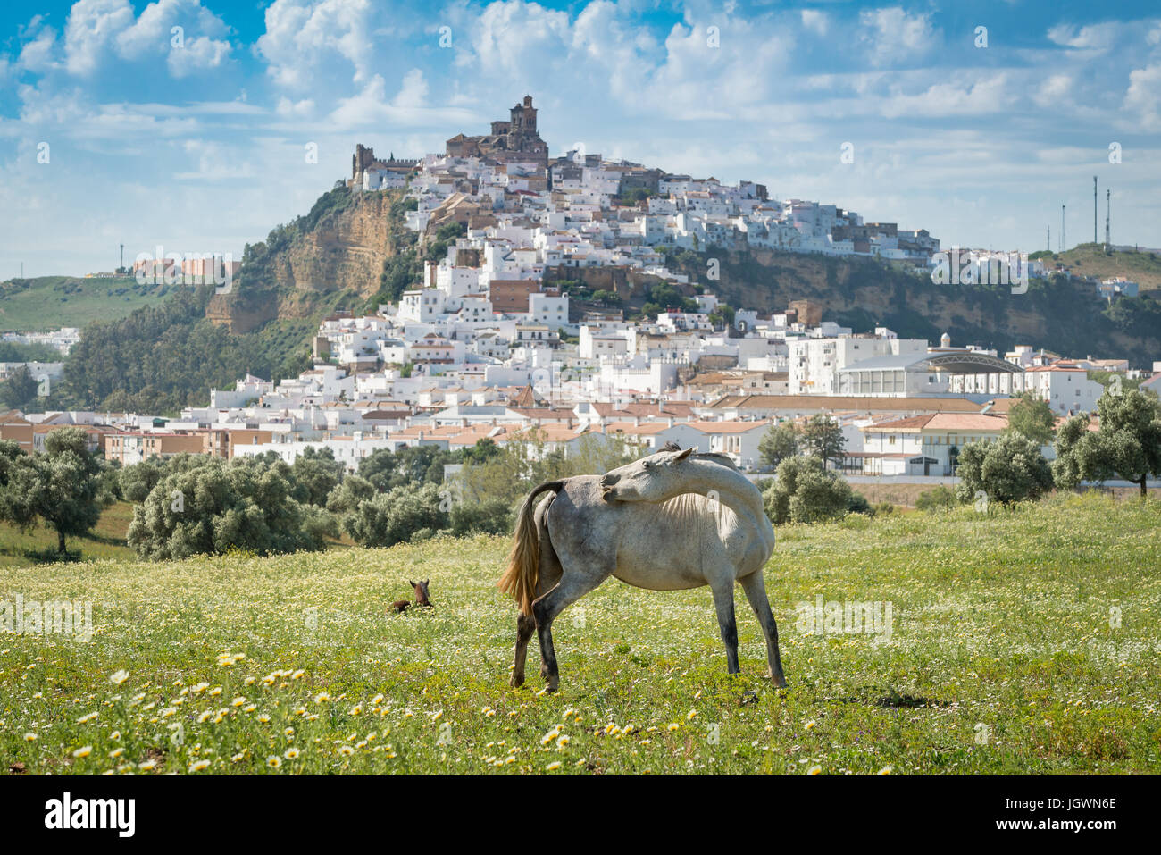 Bucolic view of Arcos de la Frontera from field with horses, one of the white villages, Andalucia, Spain, Europe Stock Photo