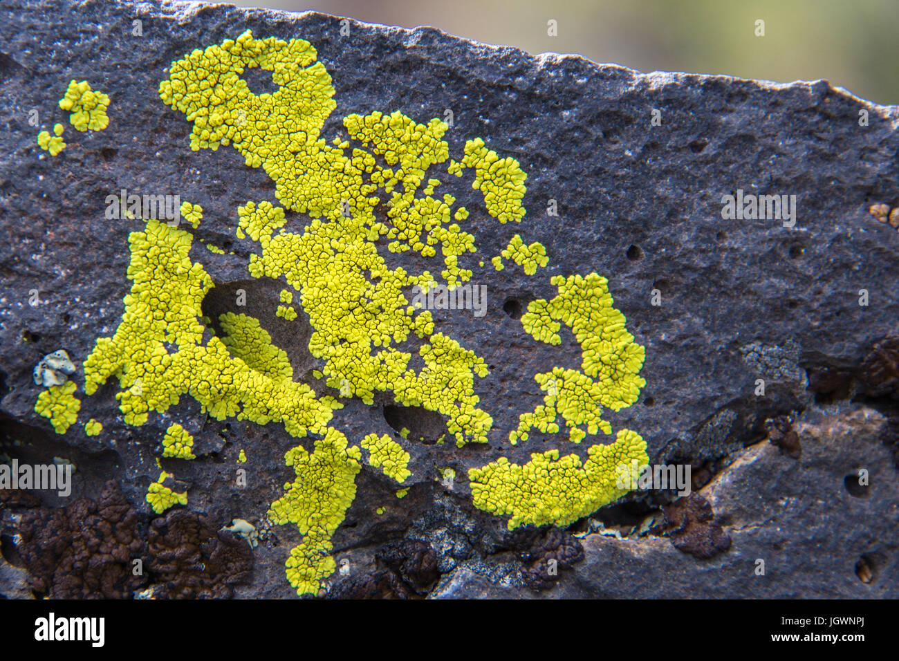 Yellow lichen on lava in Craters of the Moon National Monument & Preserve, Idaho, USA Stock Photo