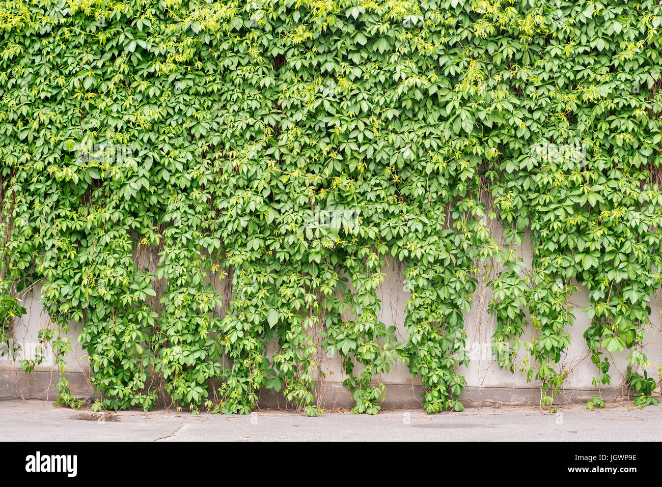 Green creeper plant growing on the wall Stock Photo Alamy