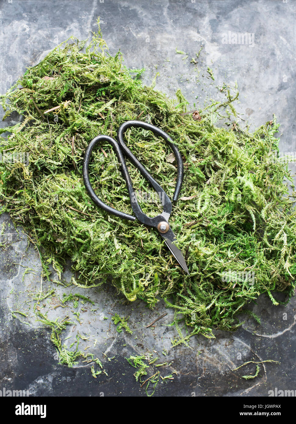 Overhead view of scissors on moss Stock Photo