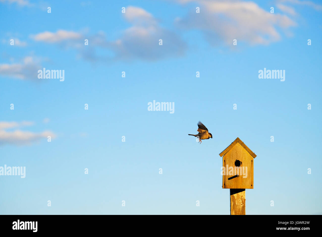 Bird flying to wooden birdhouse against blue sky Stock Photo