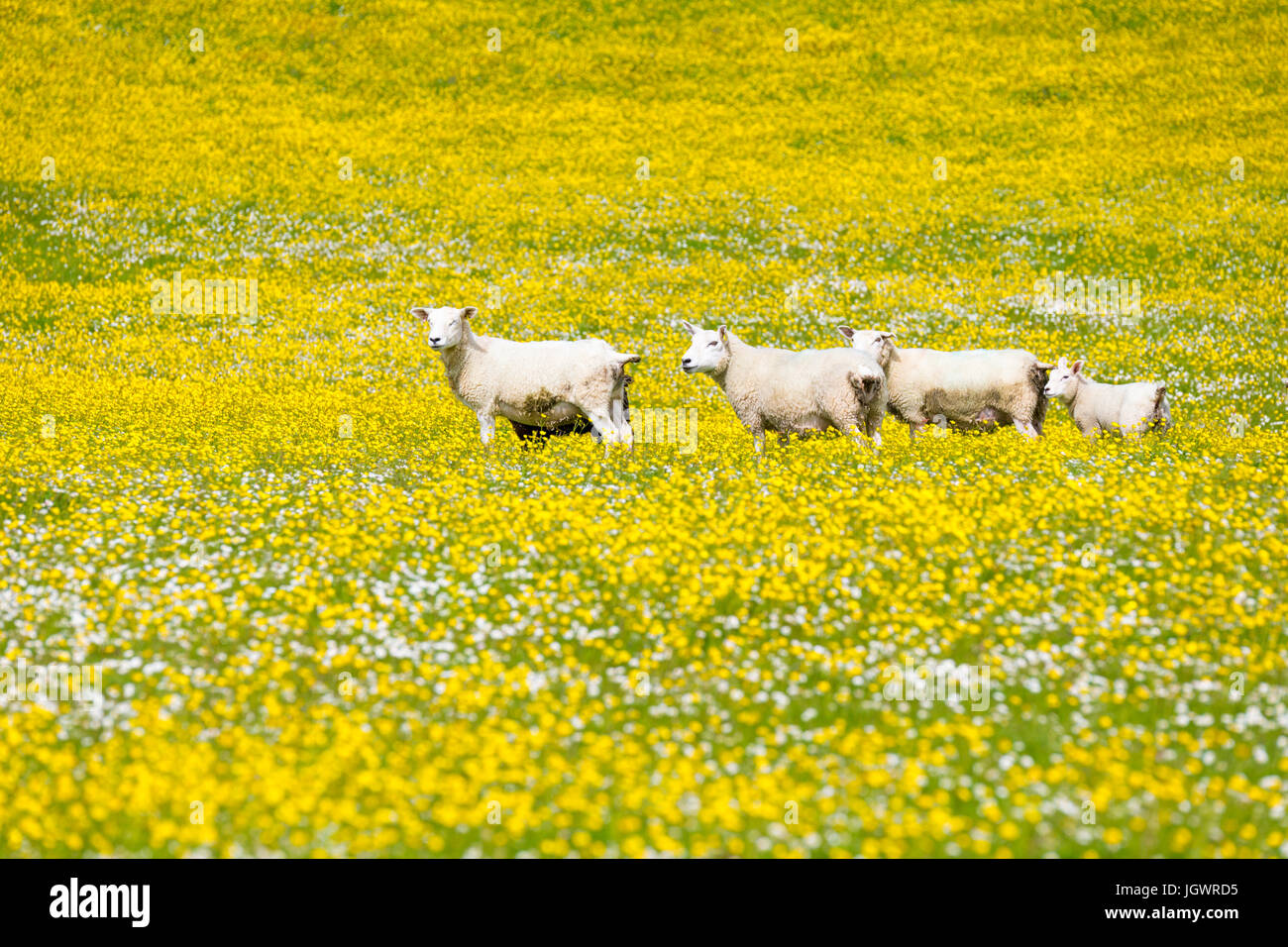 Sheep in a field of yellow flowers, Orkney, Scotland UK Stock Photo