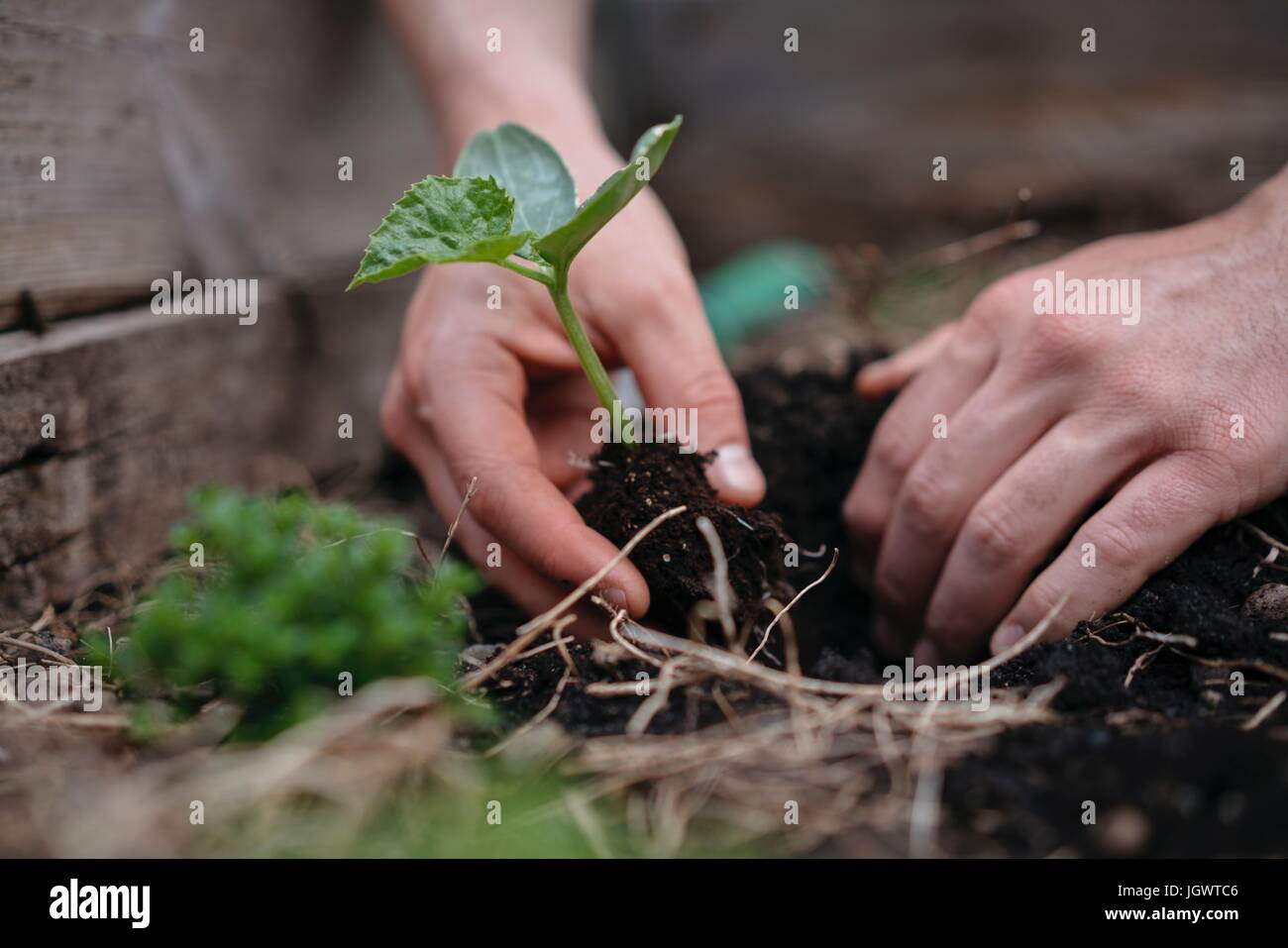 Man planting seedlings in soil Stock Photo - Alamy