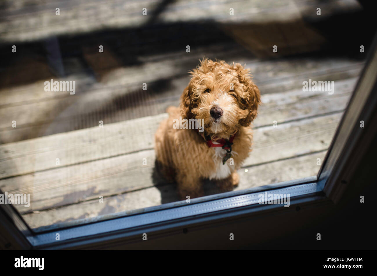 Portrait of red haired puppy outside patio door Stock Photo