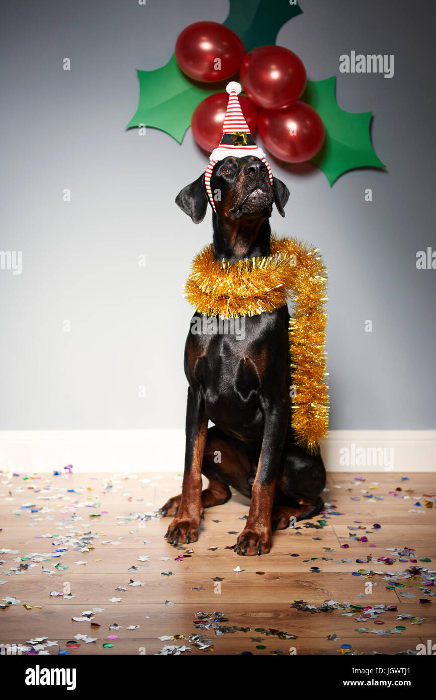Dog wearing santa hat with festive holly and berries Stock Photo - Alamy