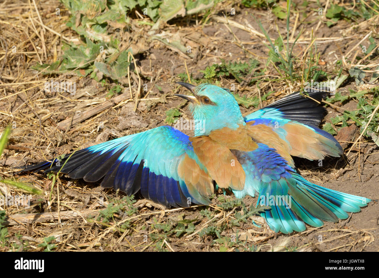 European Roller (Coracias garrulus) adult, cleaning his feathers in the sun and sand, Hortobagy national park, Hungary. Stock Photo