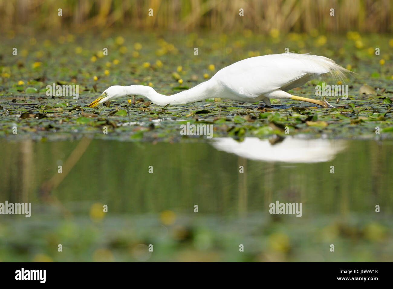 Great Egret (Ardea alba), hunting fish in a pond, Hortobagy national park, Hungary Stock Photo