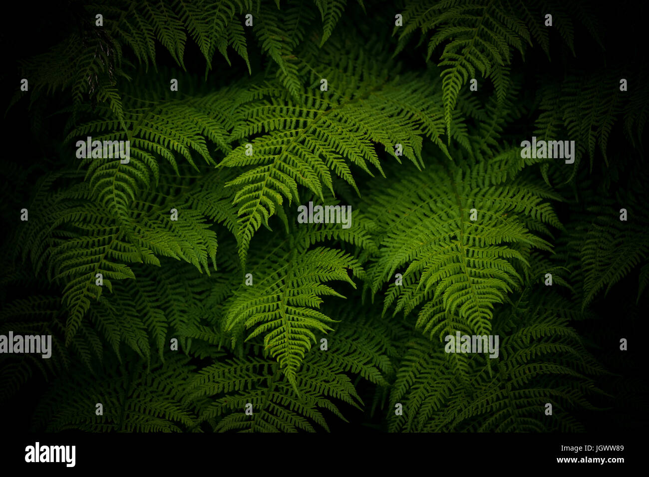 Beautiful wild ferns hi-res stock photography and images - Alamy