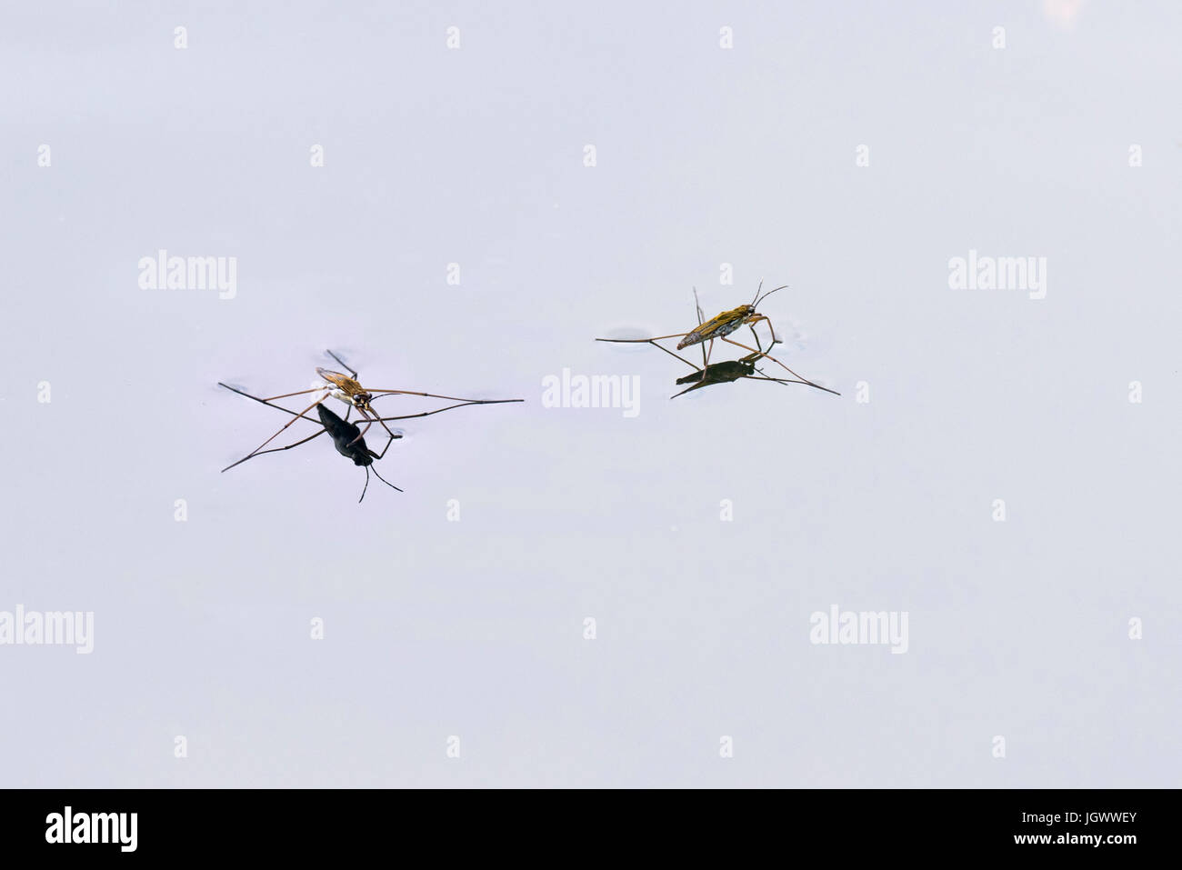 Pond skater Gerris lacustris walks on water using surface tension Stock Photo
