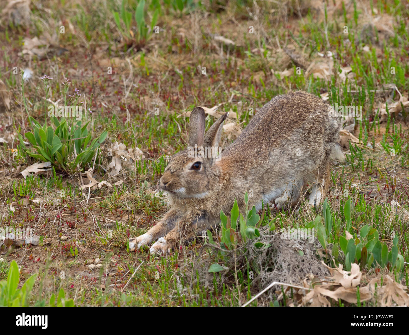 Rabbit Oryctolagus cuniculus stretching Stock Photo