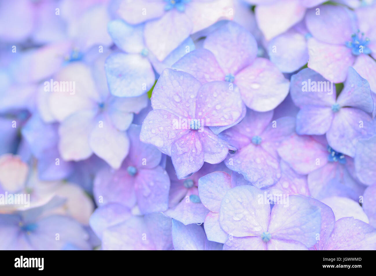 Macro Texture Of Blue Colored Hydrangea Flowers With Water Droplets In Horizontal Frame Stock Photo Alamy Macro Texture Of Blue Colored Hydrangea Flowers With Water Droplets In Horizontal Frame Stock Photo Alamy