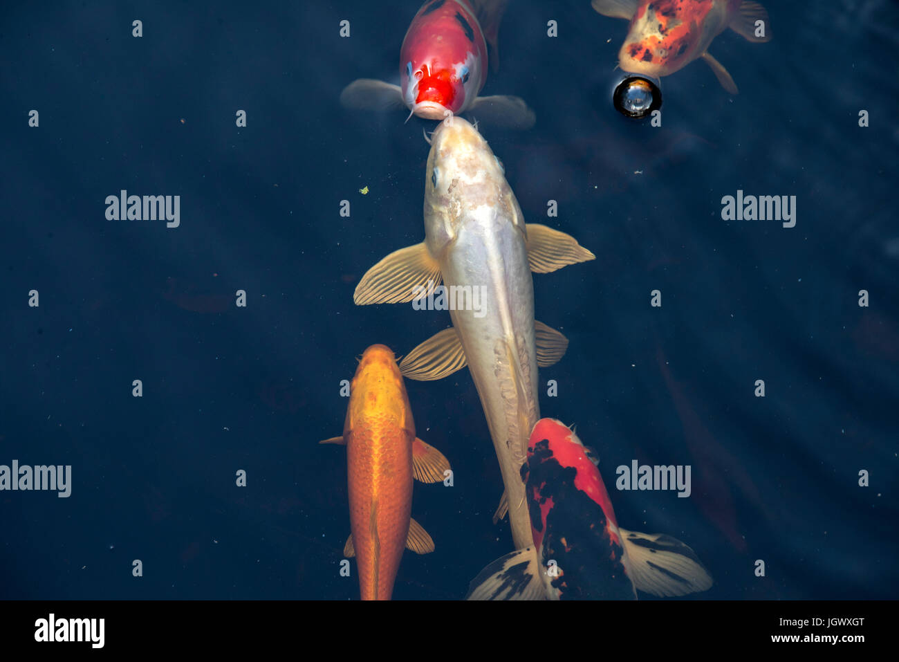 Blue eyed fish hi-res stock photography and images - Alamy