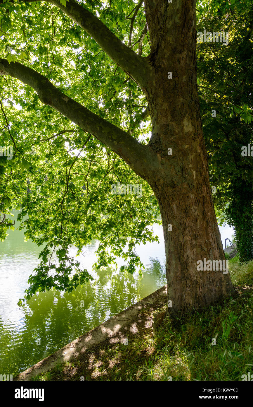 A maple tree on the bank of a river with its foliage filtering the ...