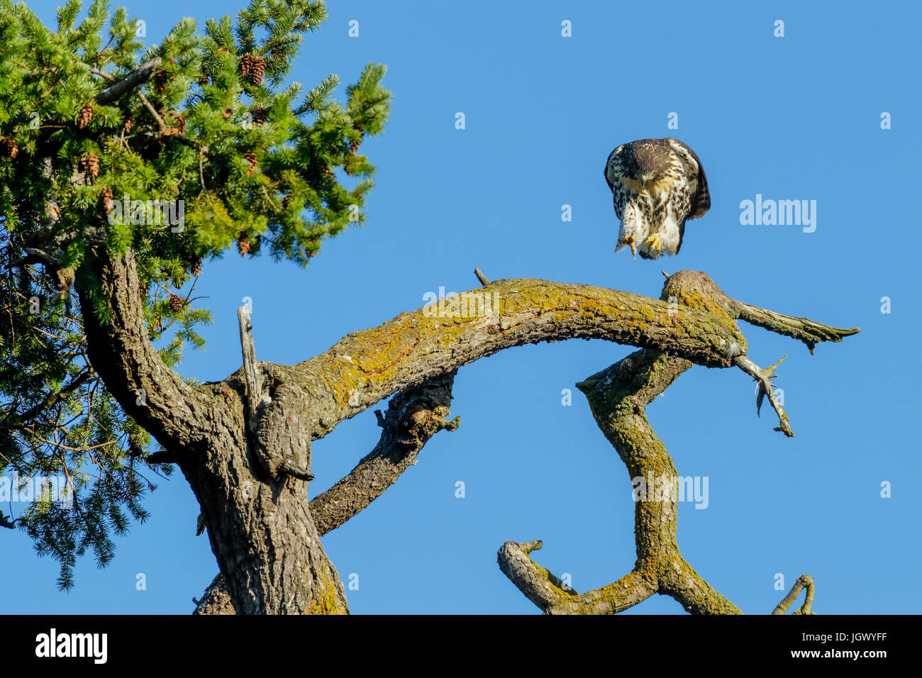 Juvenile recently fledged Red Tailed hawk from Robert's Bay eagle nest jumping from branch on Douglas Fir tree-Sidney, British Columbia, Canada. Stock Photo