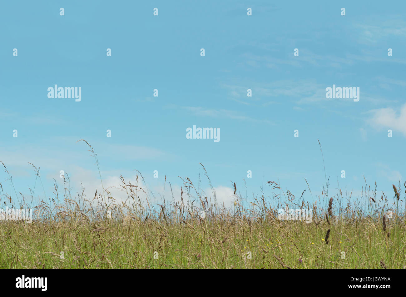 Nature background of a wild green meadow with a variety of long grasses and dandelions, against a blue sky on a bright day in June. Stock Photo