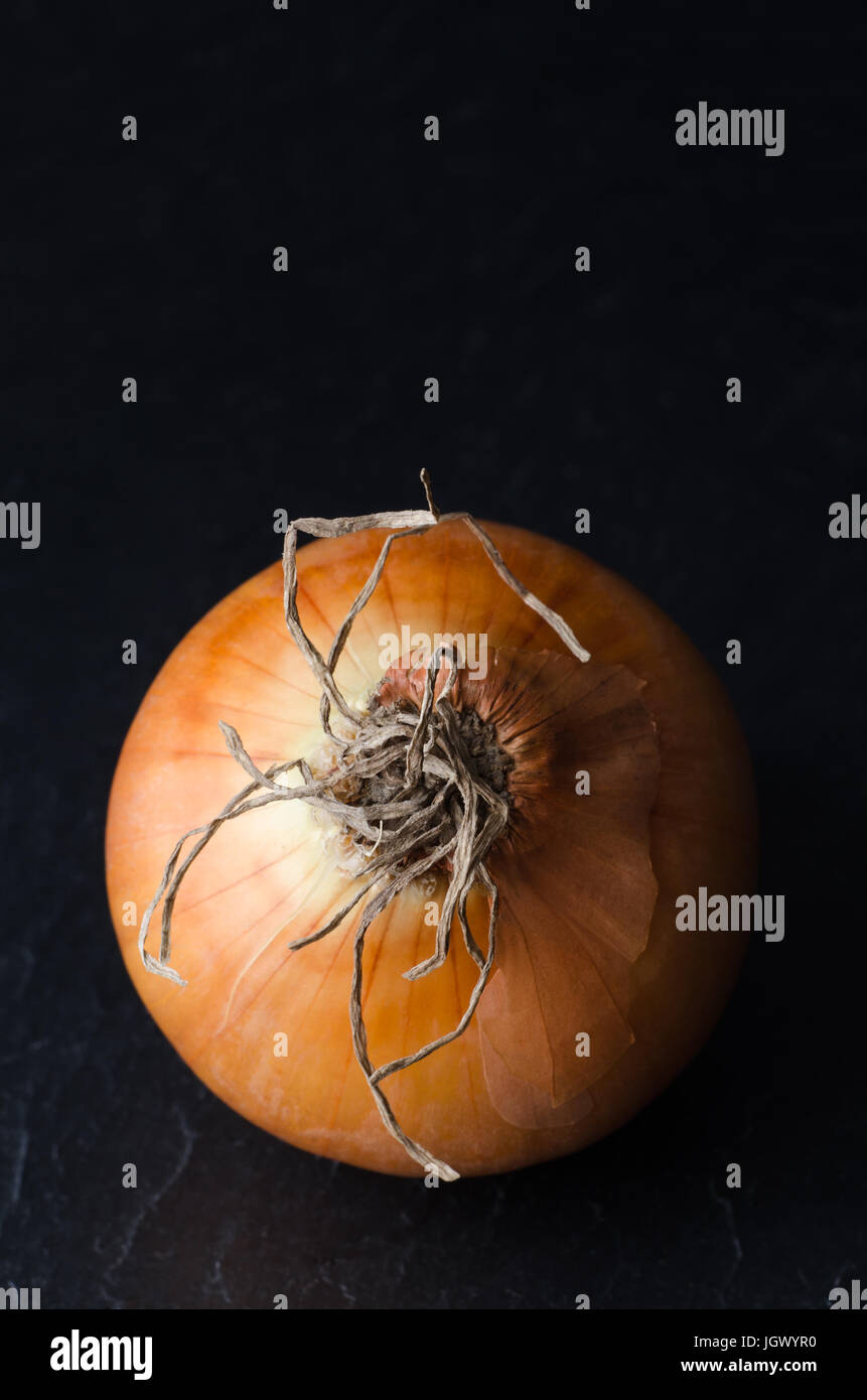 Overhead shot of a whole, unpeeled  single onion with root facing upwards on black slate. Stock Photo