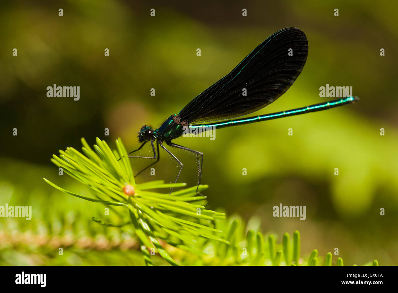 Male ebony jewelwing damselfly (Calopteryx maculata) resting on a fir branch. Black-winged damselfly isolated against a blurred background. Stock Photo