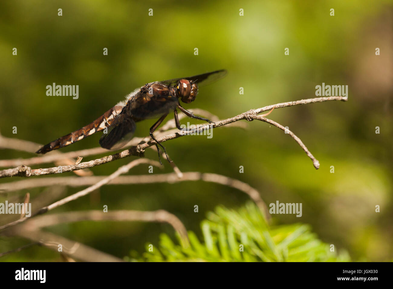 Common whitetail skimmer dragonfly (Plathemis lydia) resting on a twig ...