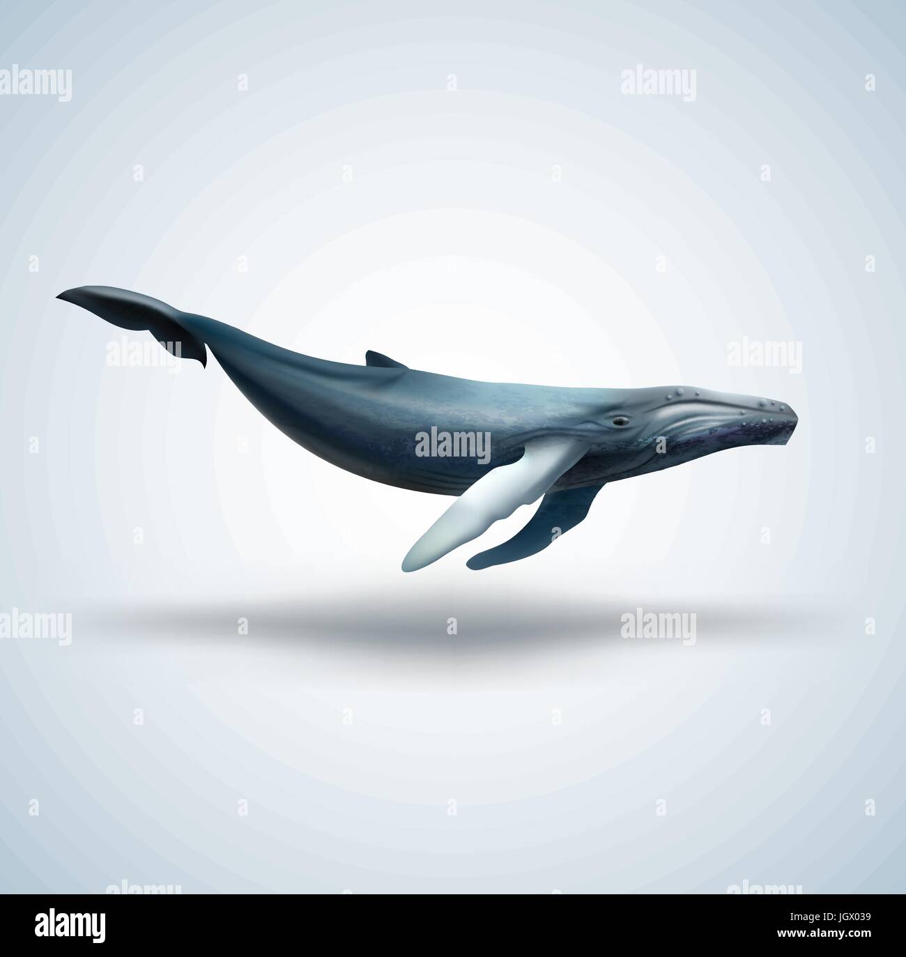 Blue whale isolated on white background Stock Vector Image & Art - Alamy