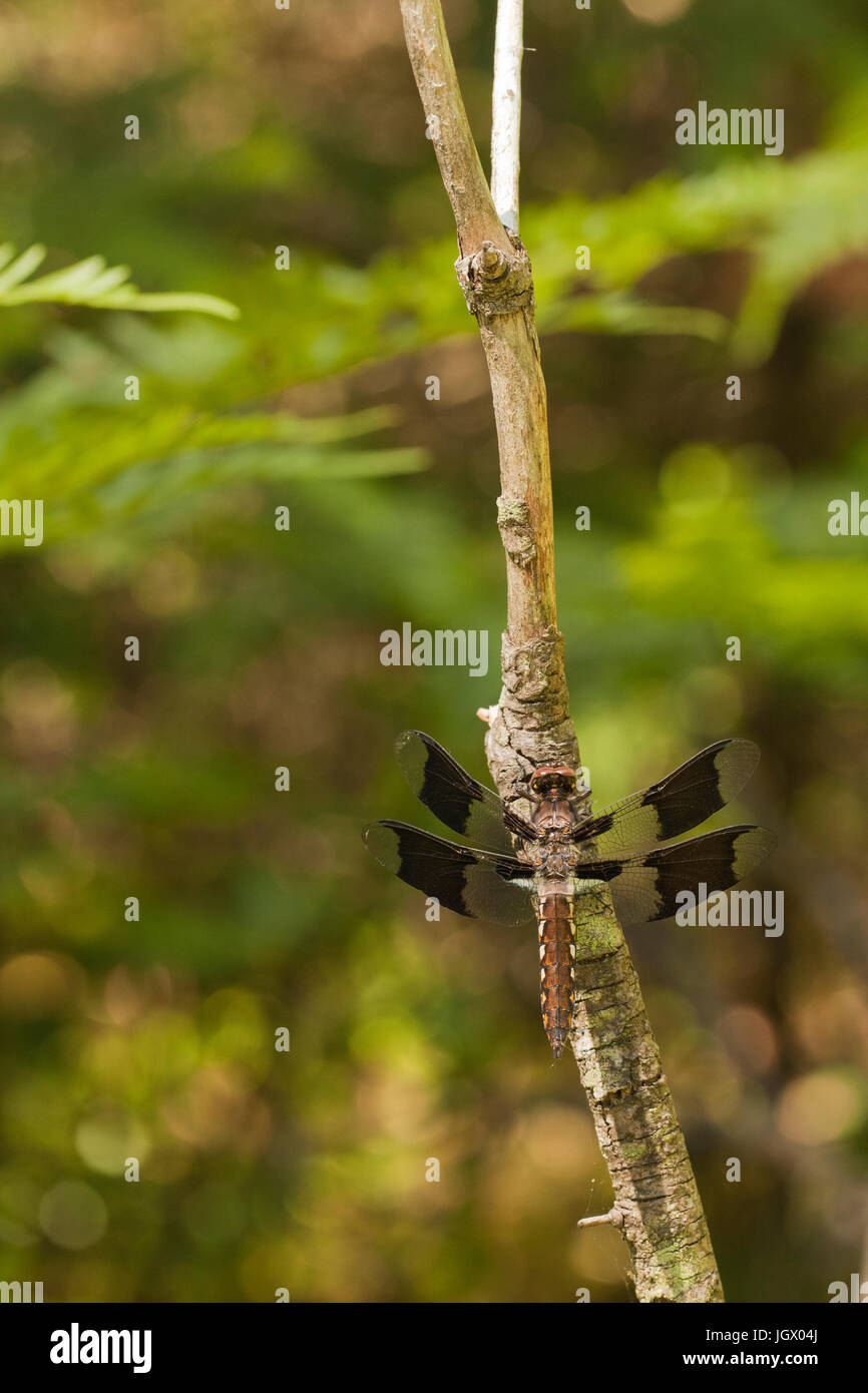 Common whitetail skimmer dragonfly (Plathemis lydia) resting on a twig ...