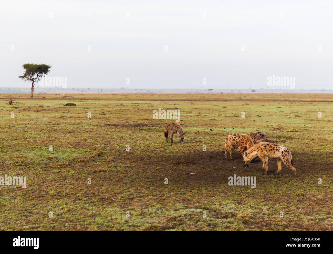clan of hyenas in savannah at africa Stock Photo - Alamy