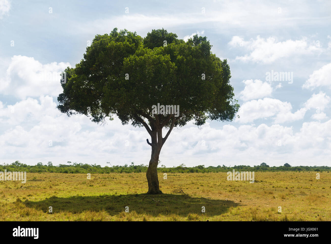 acacia tree in savannah at africa Stock Photo Alamy