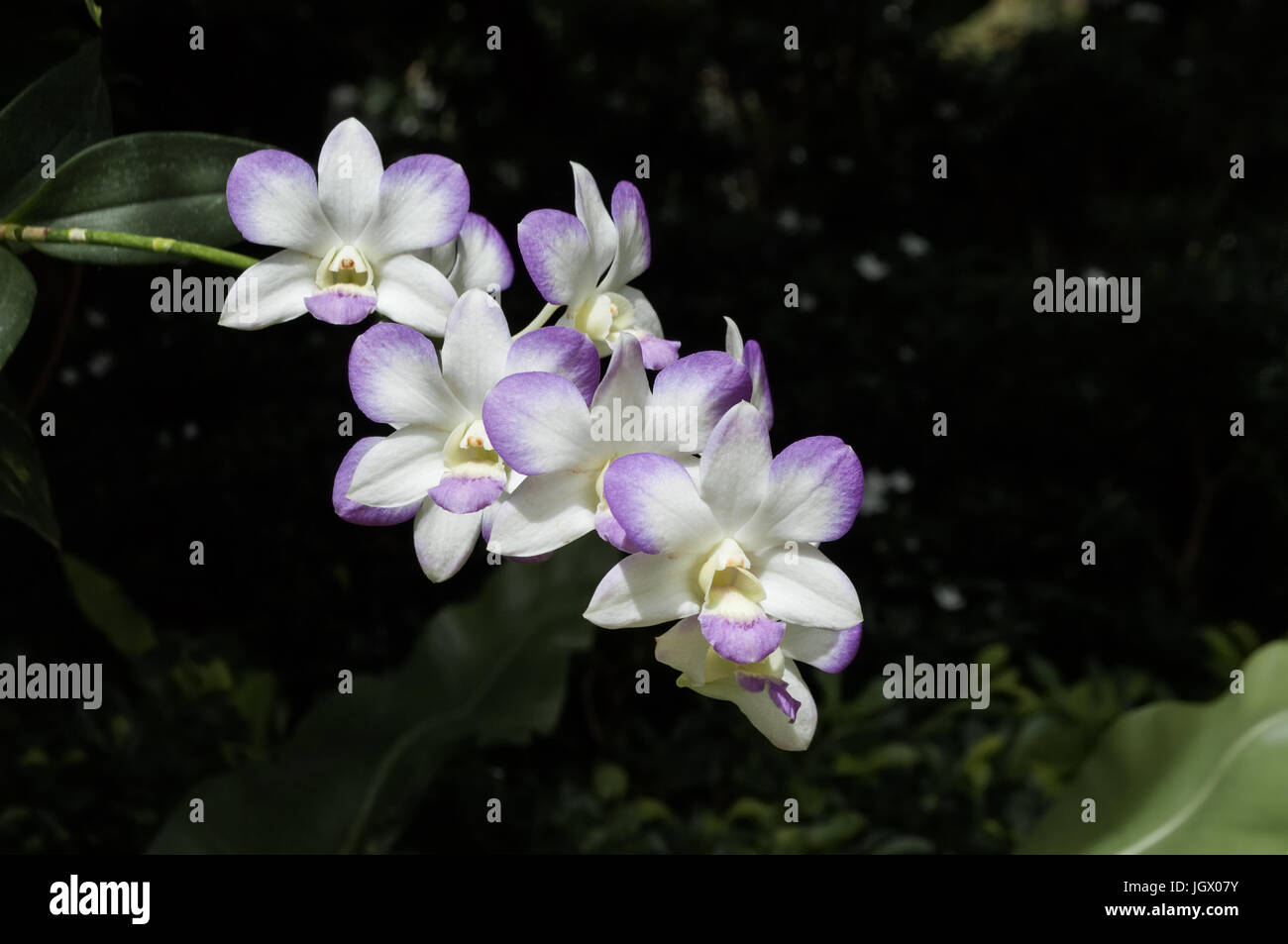 Closeup of Dendrobium genus orchid with dark background. Orchids considered queen of flowers in Thailand. Dendrobium is huge genus, occurs in diverse  Stock Photo