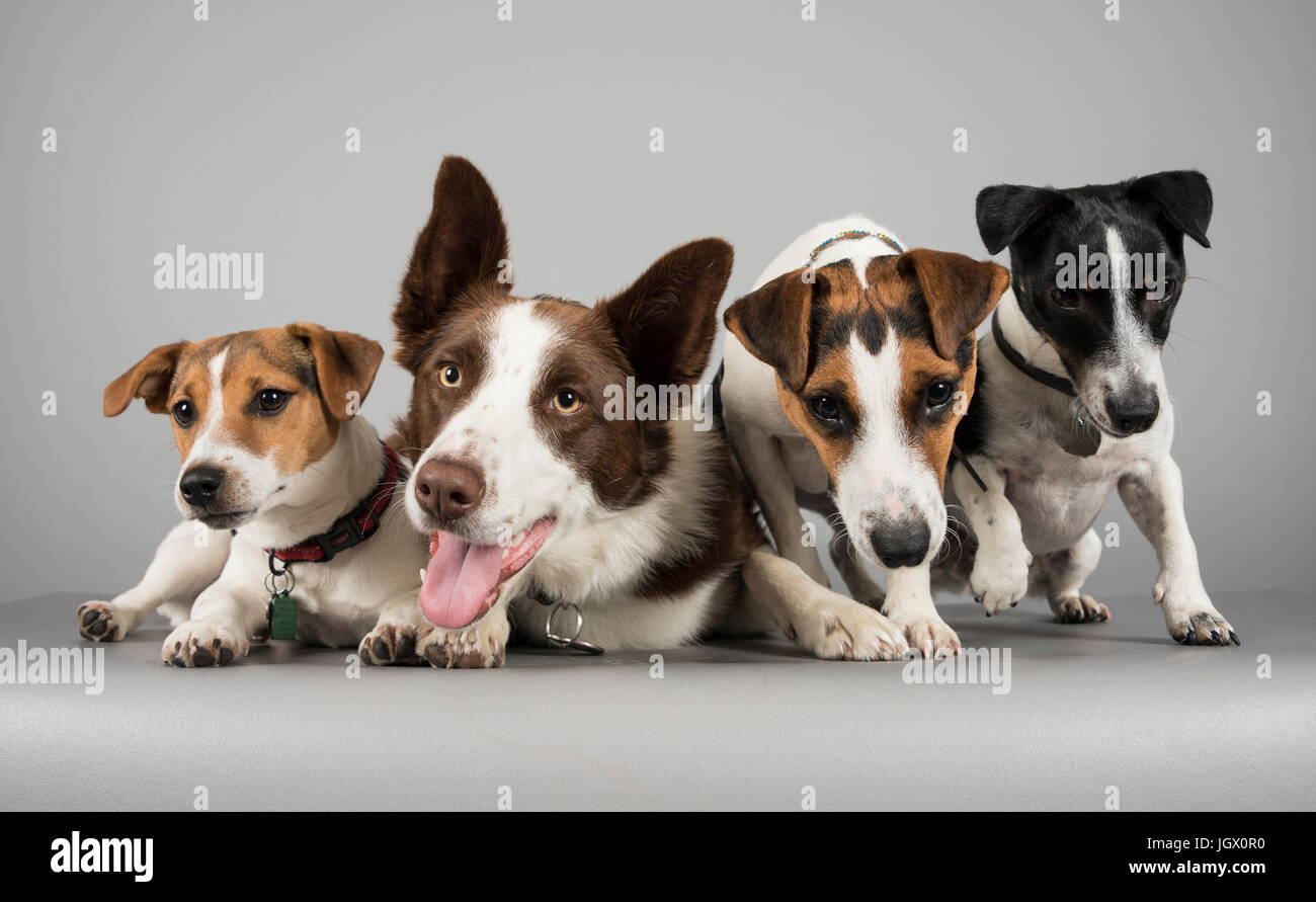 Border collie and jack russell terrier friends, UK Stock Photo Alamy